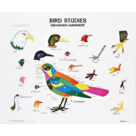 DENOYER-GEPPERT Charts/Posters, Bird Studies Chart Mounted 1892-10